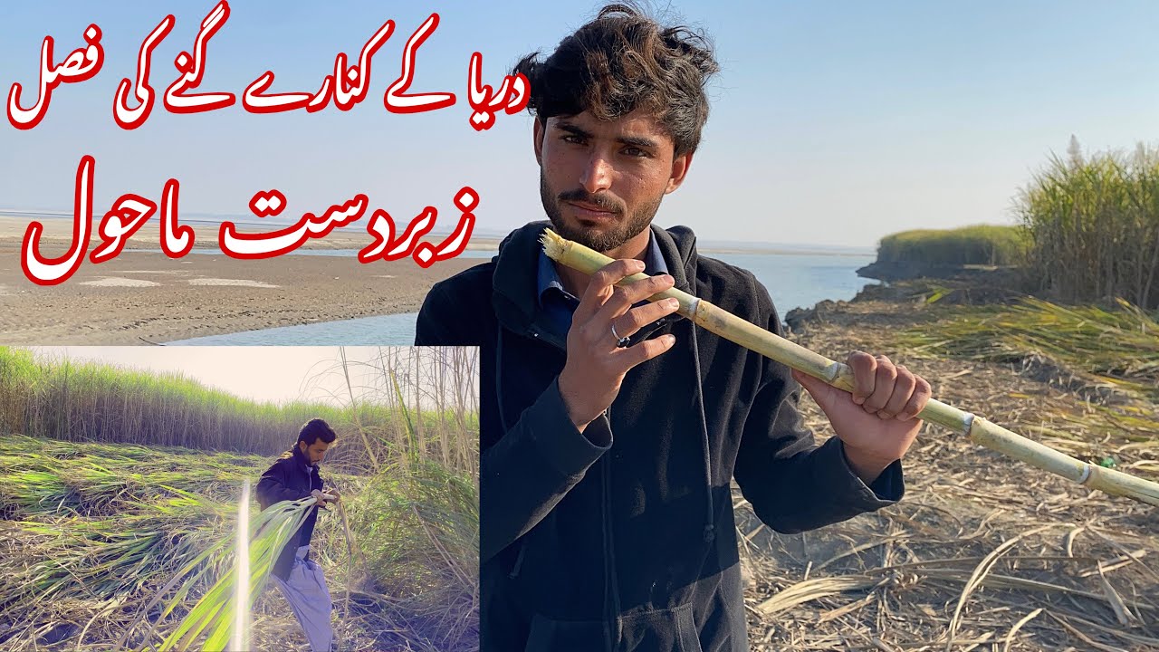 Village Main Ganay Ki Fasal Aur Darya Ka Mahool | Bahut Mazay Ka Scene