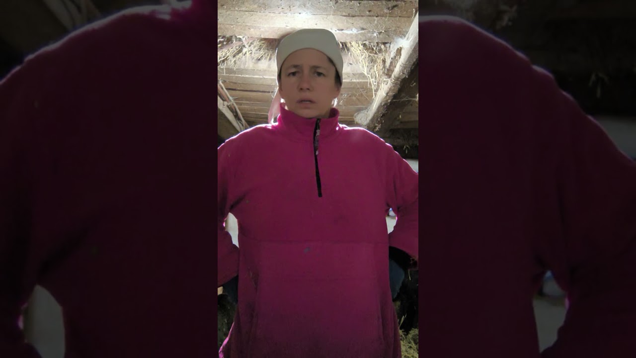 Відповідь про кози окоти доїння 