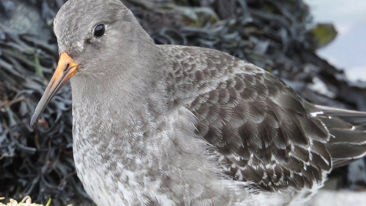 Purple Sandpiper - Fj&aelig;replytt (Calidris maritima)