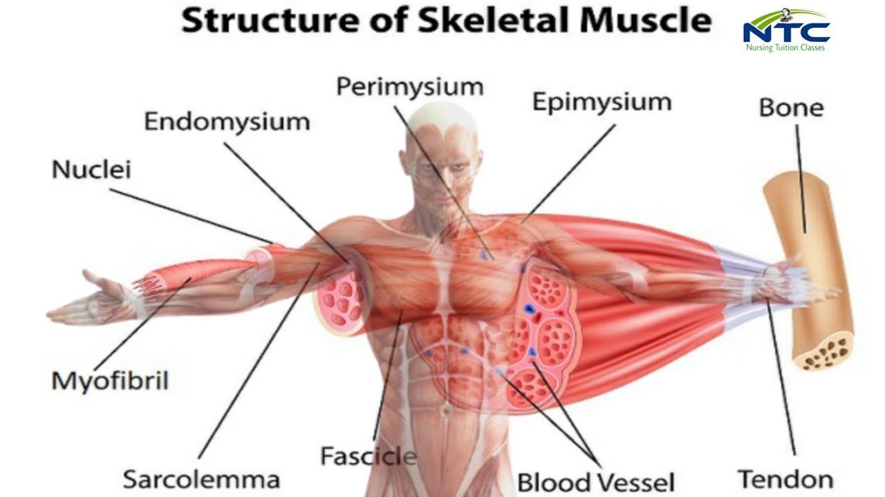Muscle Tissue in Hindi | Types | Structure Of Muscle Tissue | Skeletal Muscle Tissue 