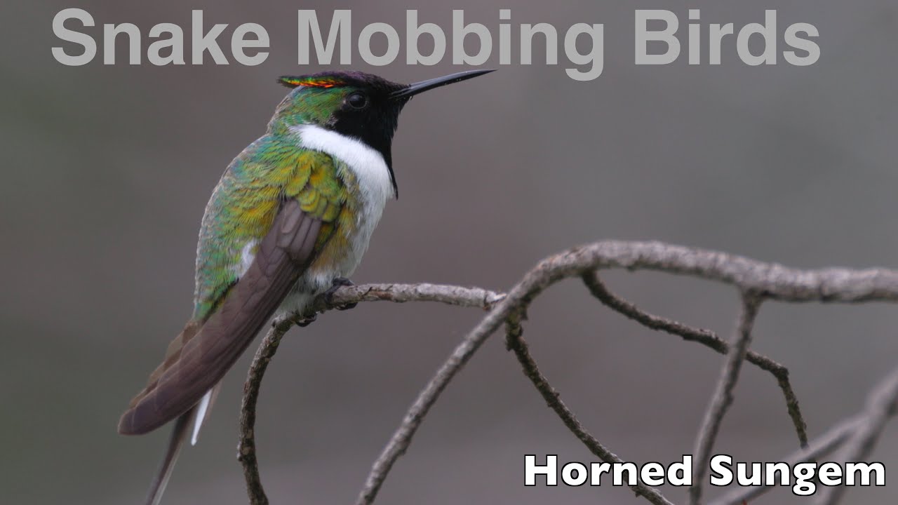 Cerrado birds mob a snake, Botumirim, Minas Gerais, Brazil
