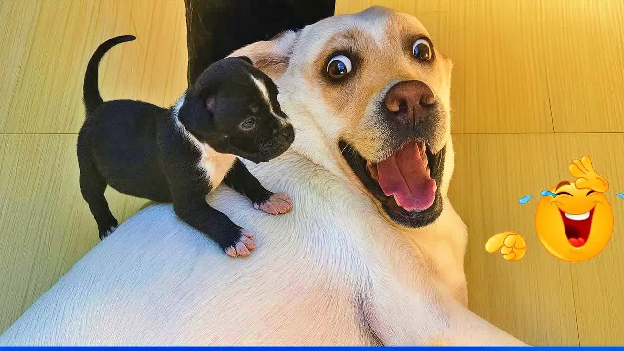 Funniest Cats & Dogs of 2026 🐾😸 | Try Not To Laugh Challenge! 🍟 