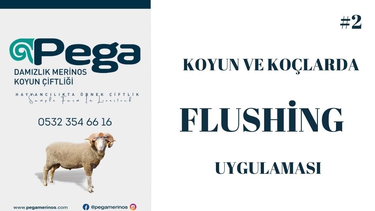 KOYUN VE KOÇLARDA FLUSHİNG(Flaşing) UYGULAMASI.