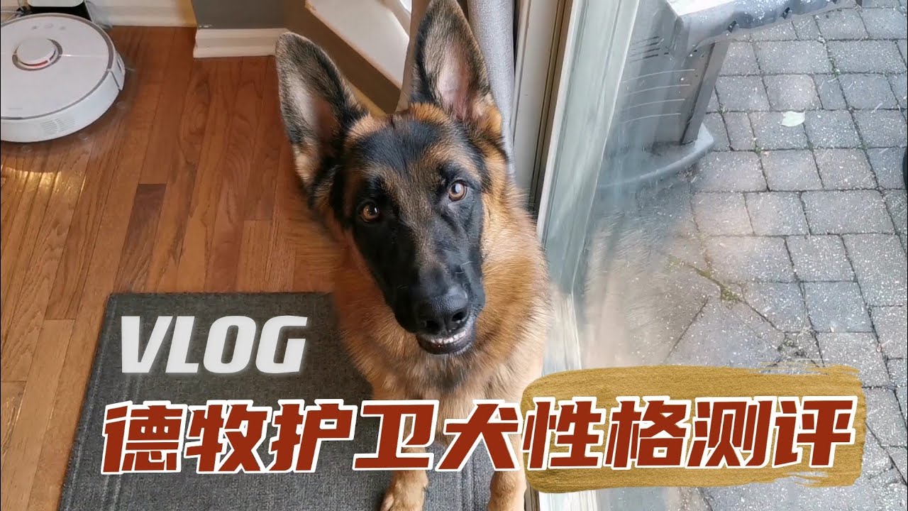 德牧护卫犬性格测评VLOG