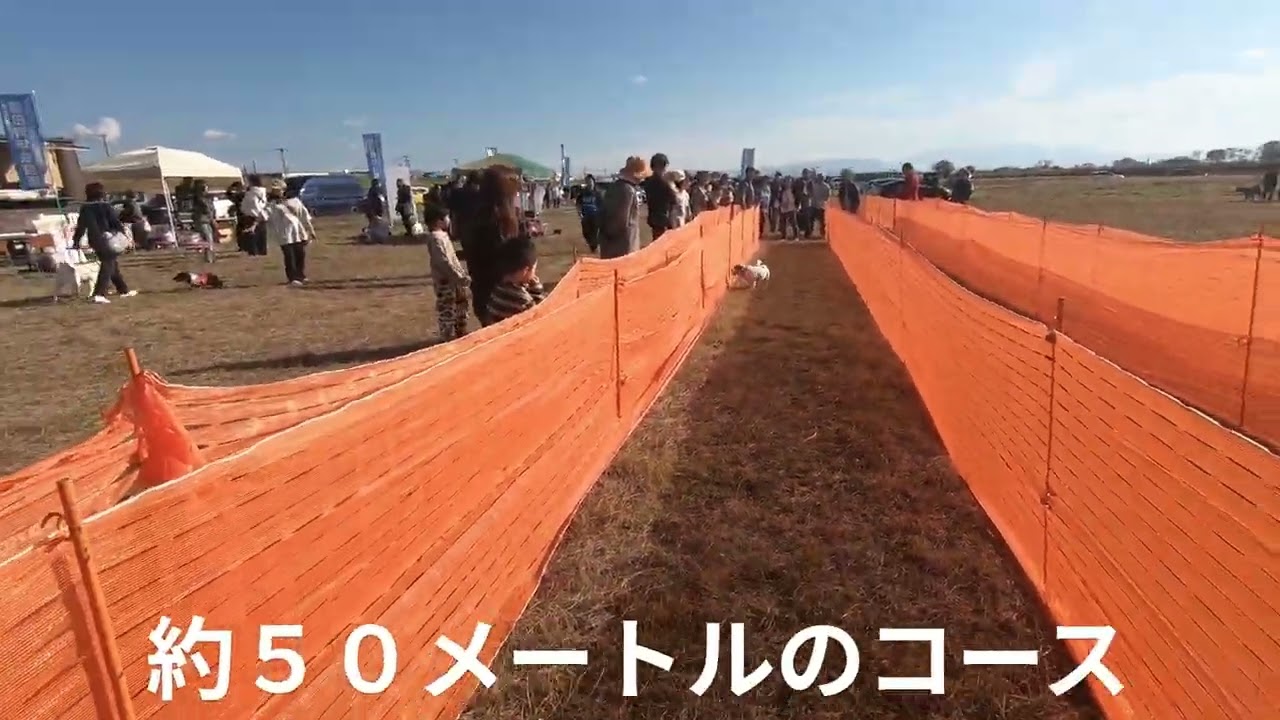 ワンワンフェスティバル