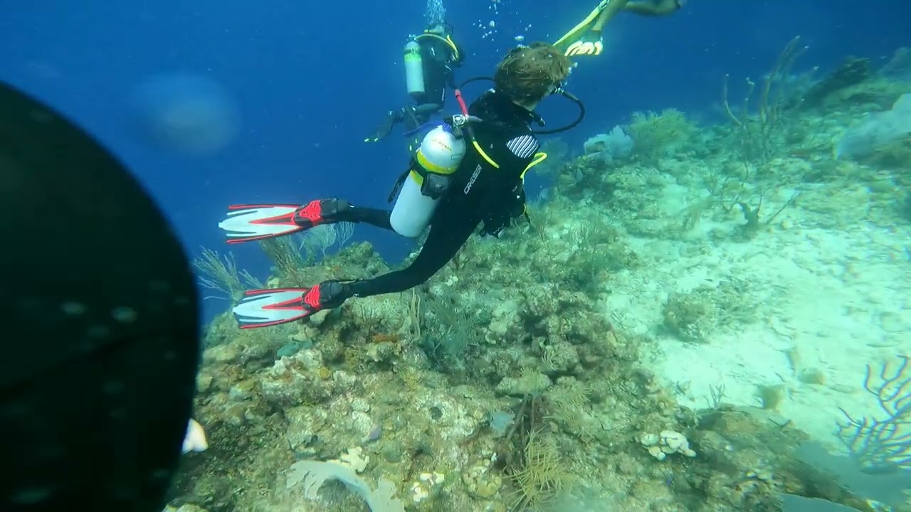 Dive 80
