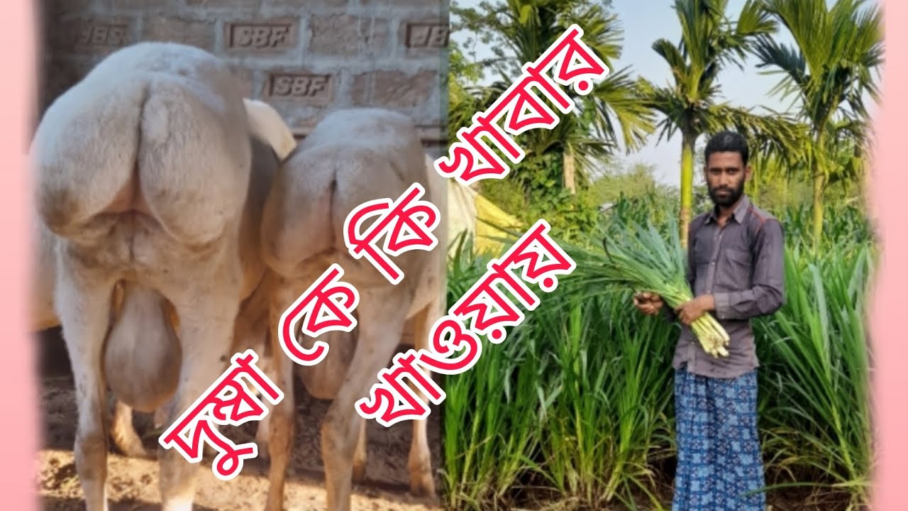 দুম্বা কি খায় দেখুন? Assam ghot dumba farm  mb-8638241074 and 7099725292♥️♥️