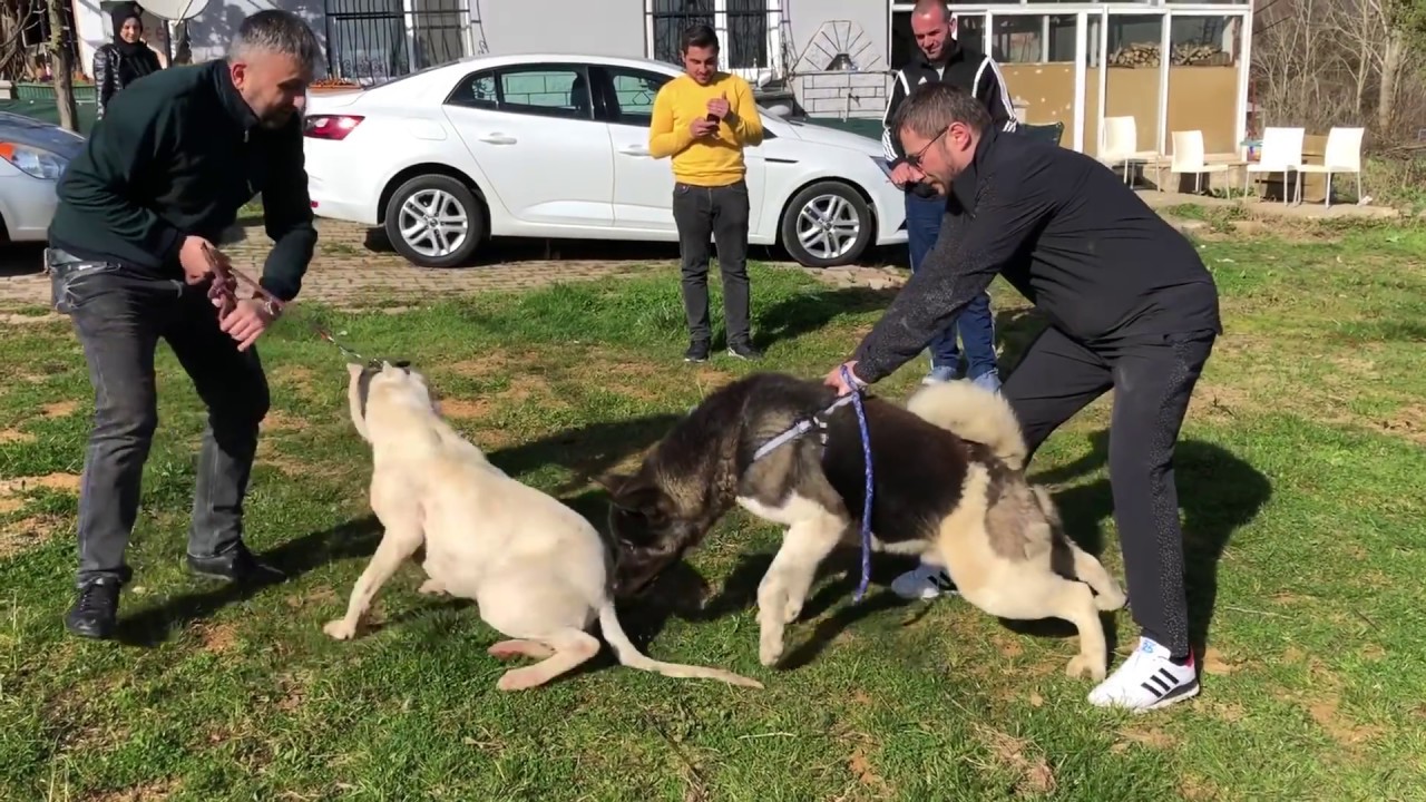 DOGOARGENTİNO ATTACK  AKİTA  DOGO VS AMERİCAN AKİTA