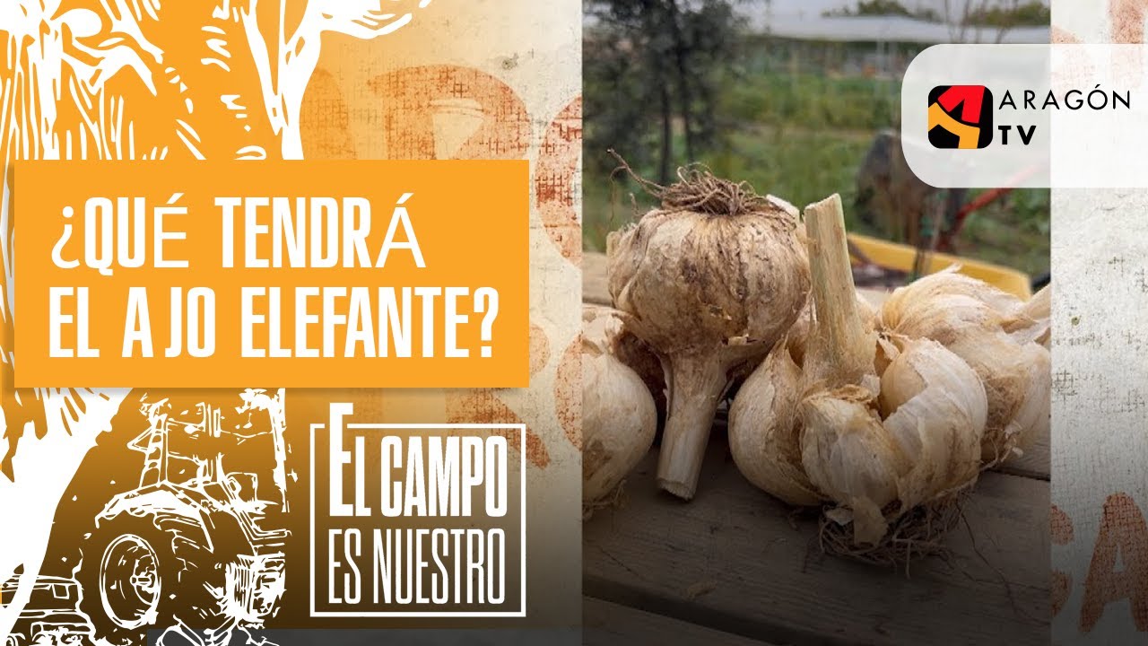 ¿Qué tendrá el ajo elefante? | Juan Refojo