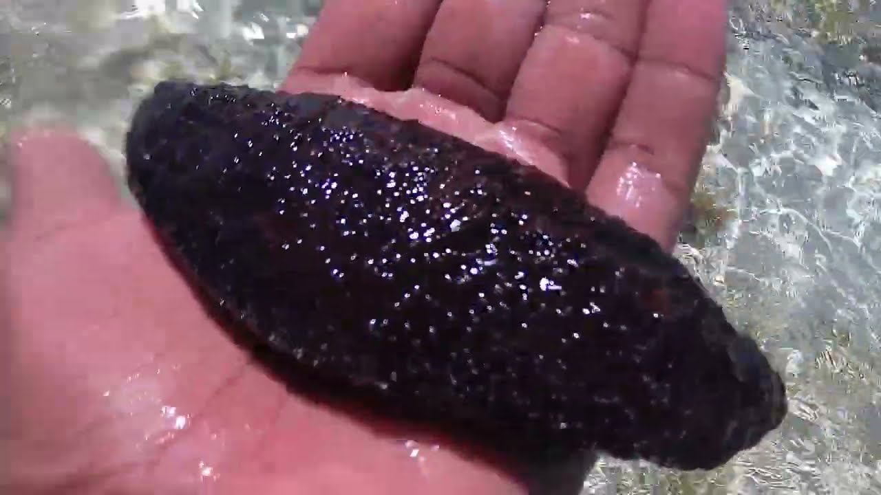Sea Cucumber - Diani