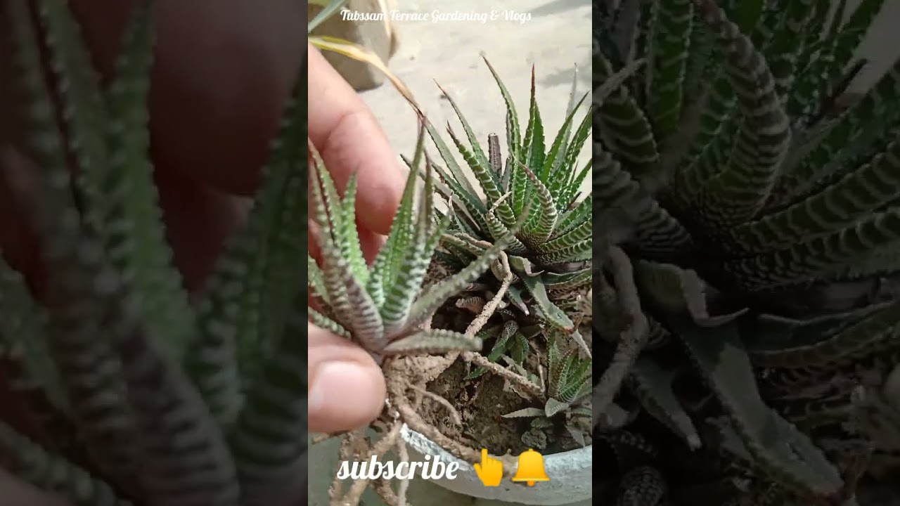 zebra howarthia plant propagation #youtubeshorts #shorts#virel #gardening #trending