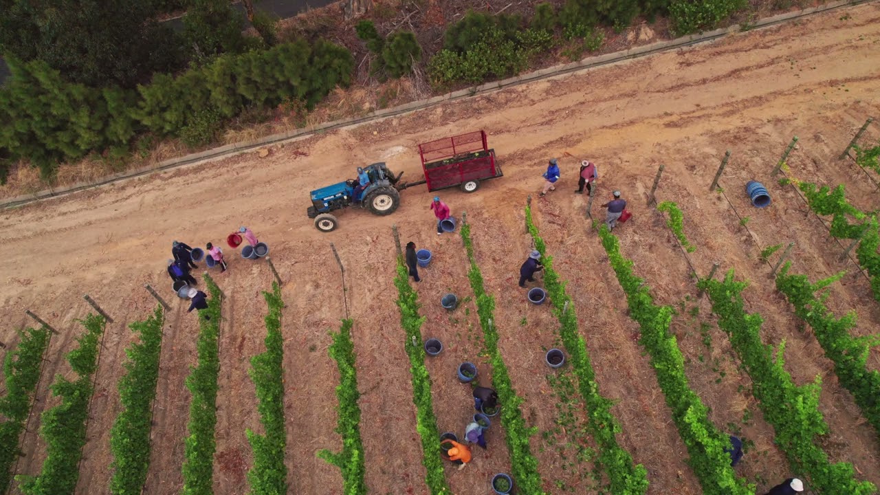 Steenberg Harvest Season 2025 Part 1