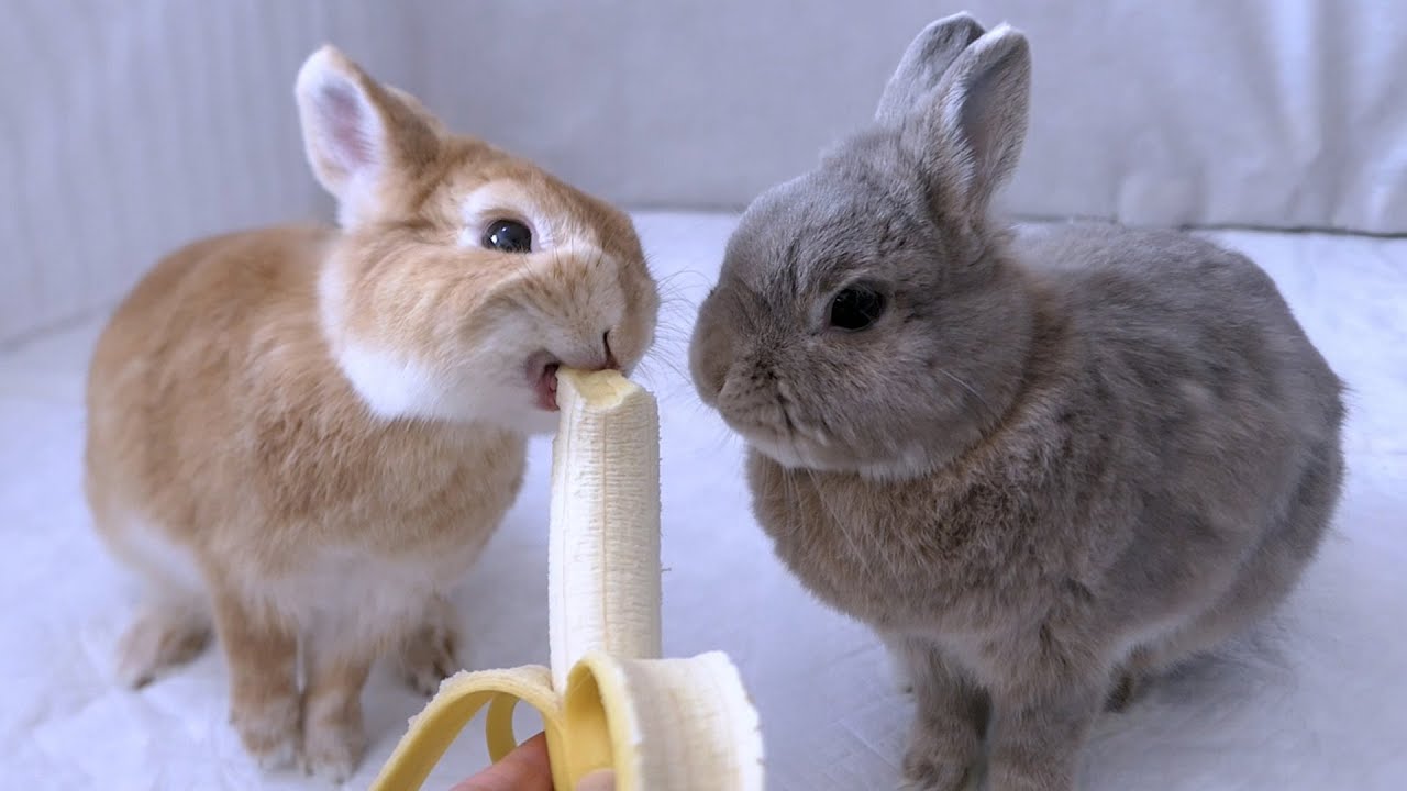 大好きなバナナなのに健気に順番待ちするうさぎが可愛すぎた