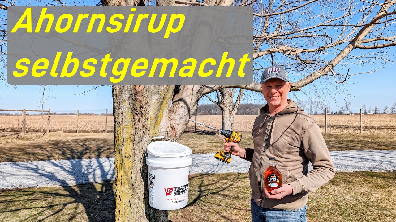Ahornsirup selber herstellen - einfacher als man denkt