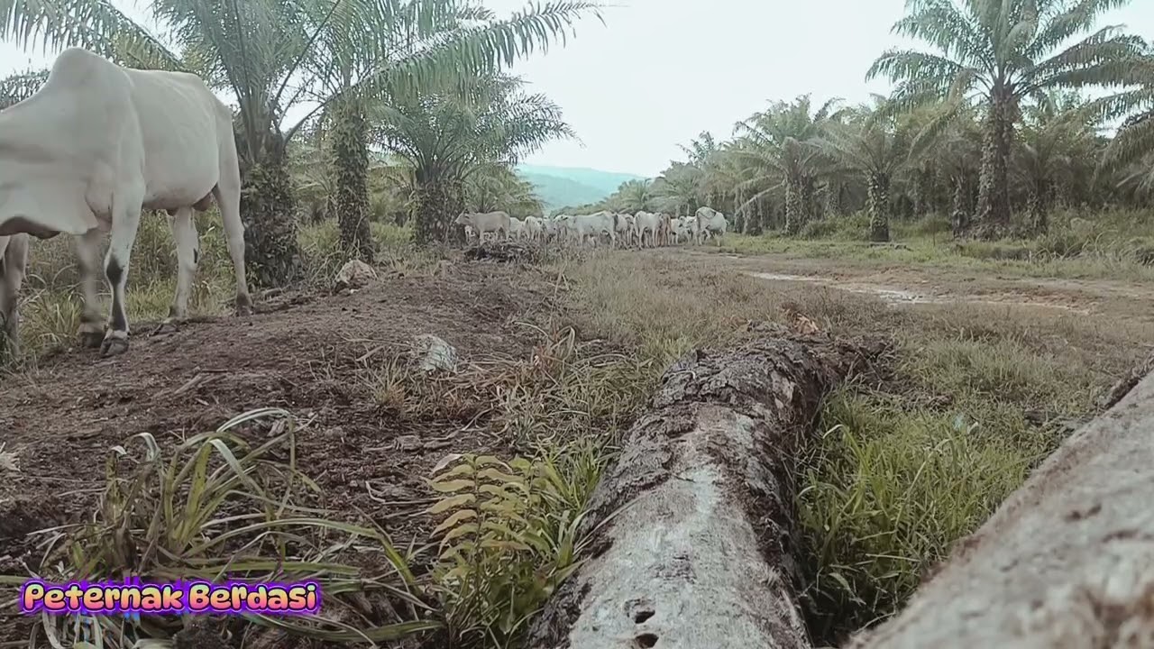NGANGON LEMBU SAMBIL DENGERIN MUSIK