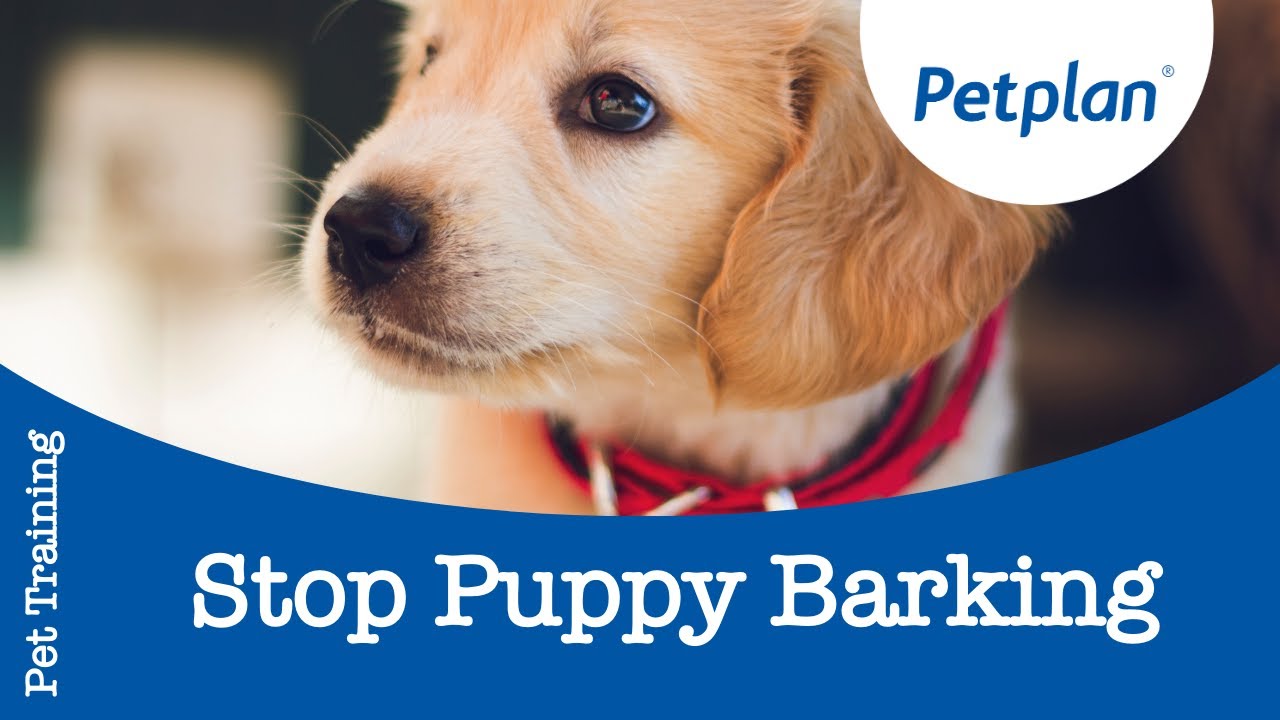 Dog Barking: How to Train a Dog to Stop Barking - Petplan