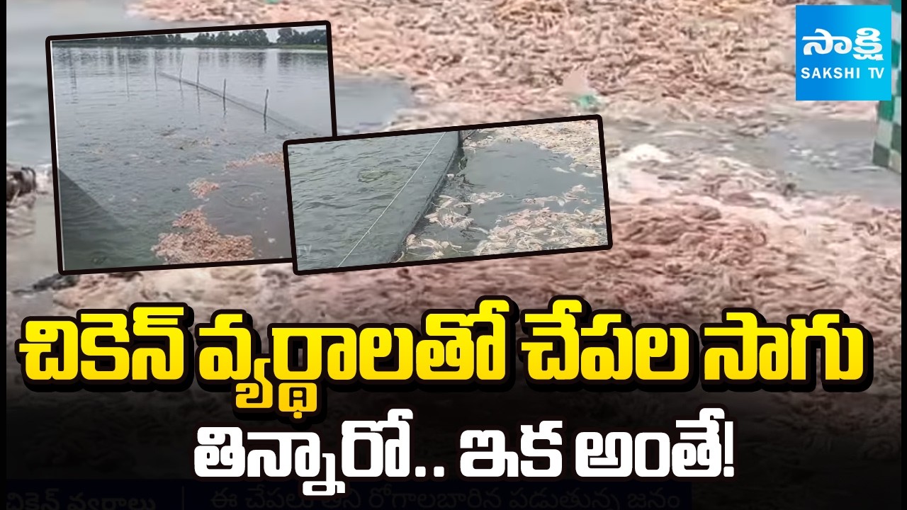 Sakshi Ground Report | ఆత్మకూరు కేంద్రంగా చేపల దందా | Fish Farming With Chicken Waste in Atmakur