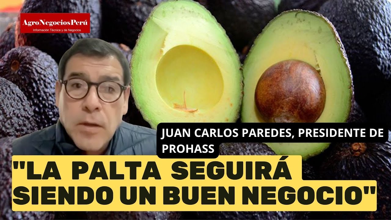 La palta seguirá siendo un buen negocio durante los próximos años según PROHASS