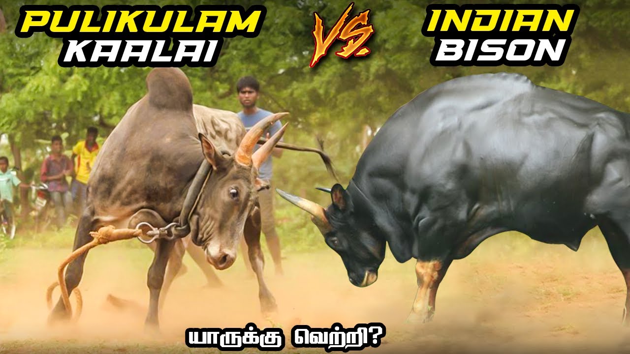 Pulikulam Kalai vs Indian Bison in Tamil | ஜல்லிக்கட்டு காலை இந்திய காட்டெருமை | Fantasy Battle