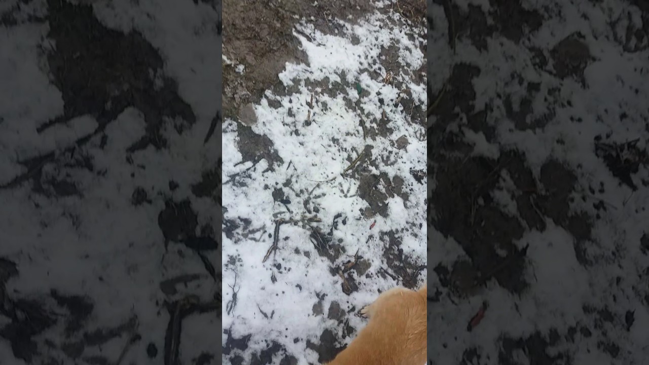 Пожар в с.Голгоча
