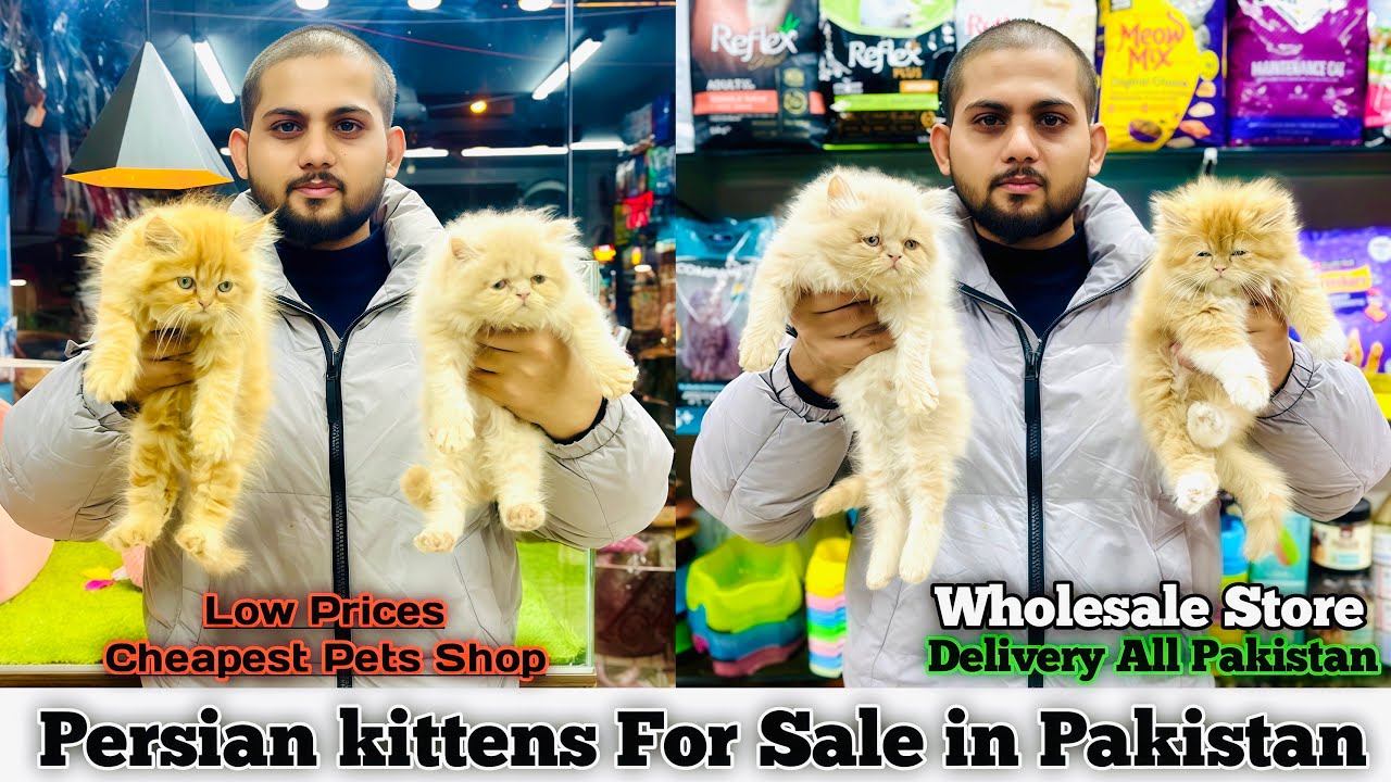 Persian kittens Price in Pakistan - Triple coat - Punch Face Kittens - Pet Market- Cat&Kittens shop.