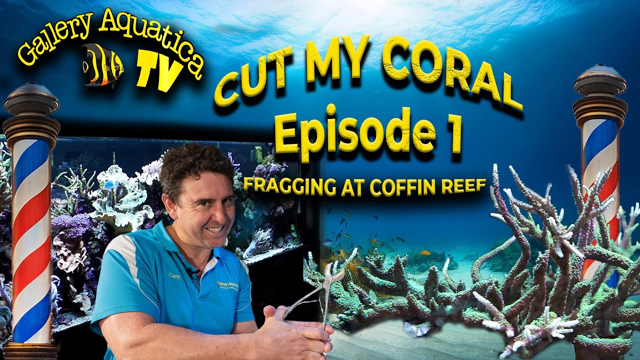 Cut My Coral, Episode 1! We prune your out of control coral