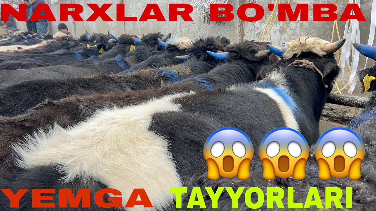YEMGA TAYYOR BUQALAR SHOHIDON BOZORI 27 01 2026✅✅✅OBUNA BOLISHNI UNUTMANG 🤝🤝🤝