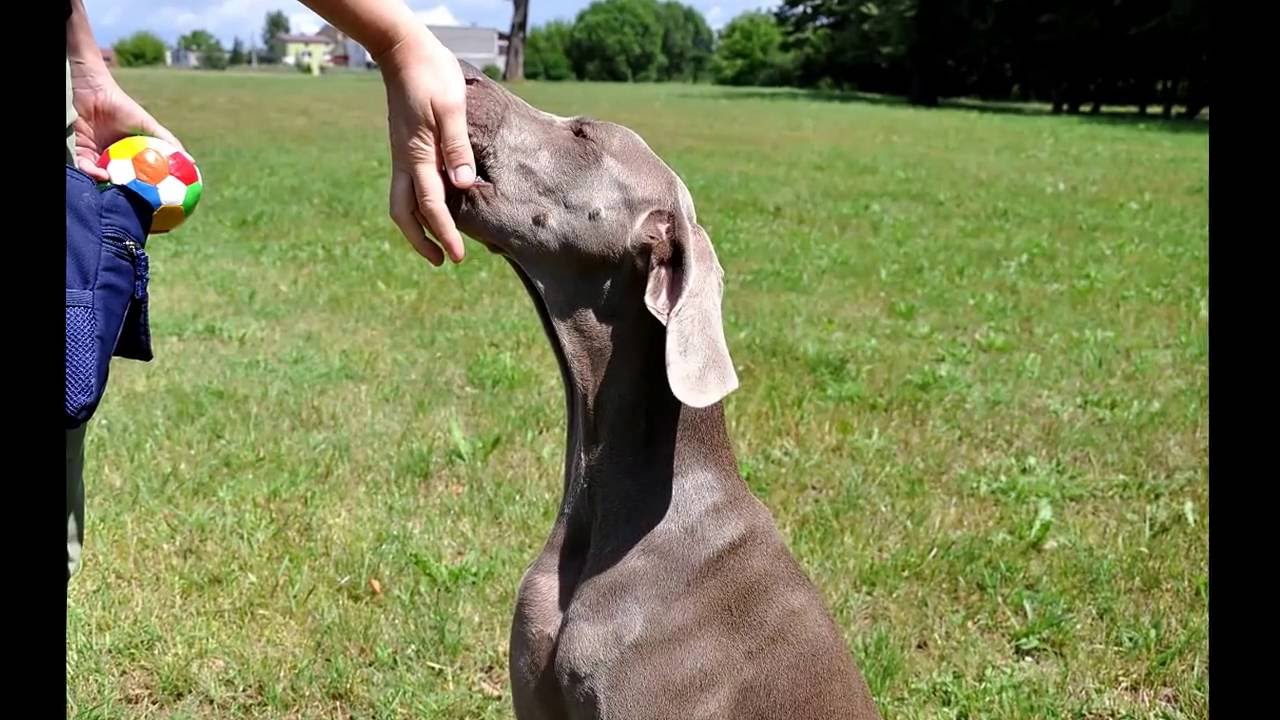 Joy Good Dog Poland