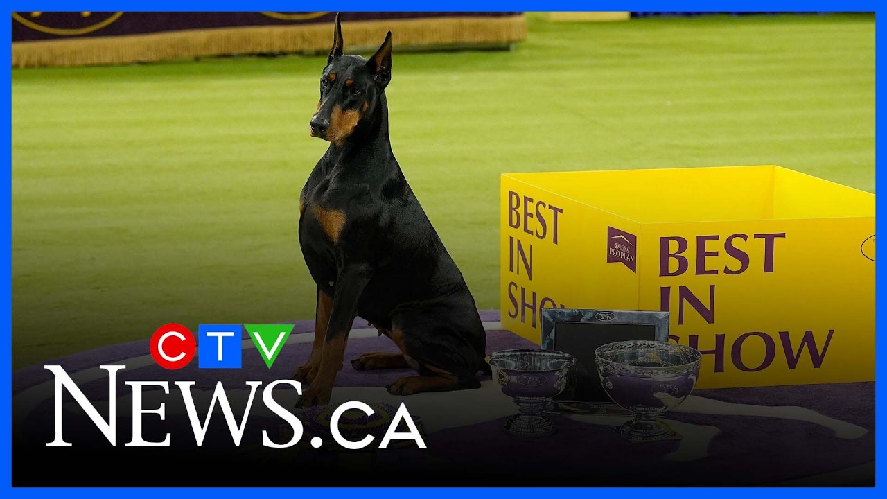 Doberman pinscher from Canada takes home 'Best in Show' at Westminster dog show