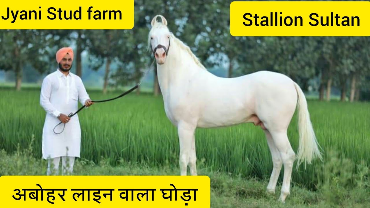Jyani Stud farm- Stallion Sultan - Abohar line - नुकरा घोडा 7014639462