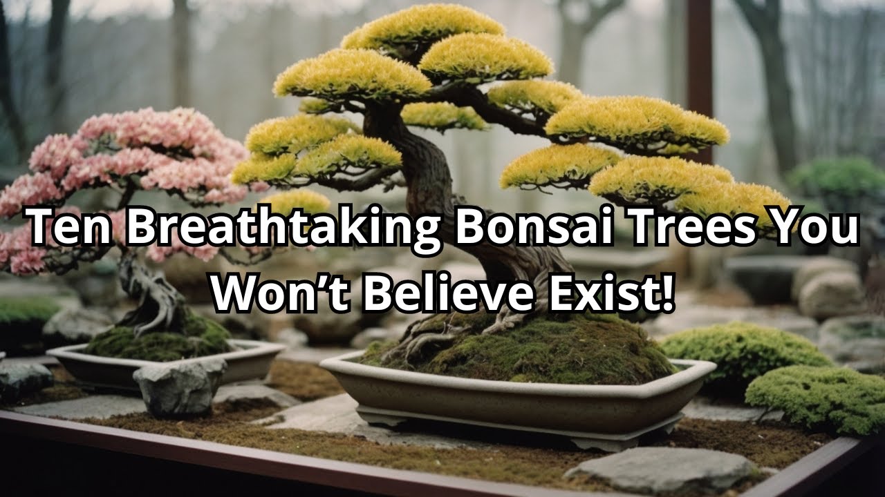 Top 10 Most Beautiful Bonsai Trees &ndash; Stunning Miniature Masterpieces!