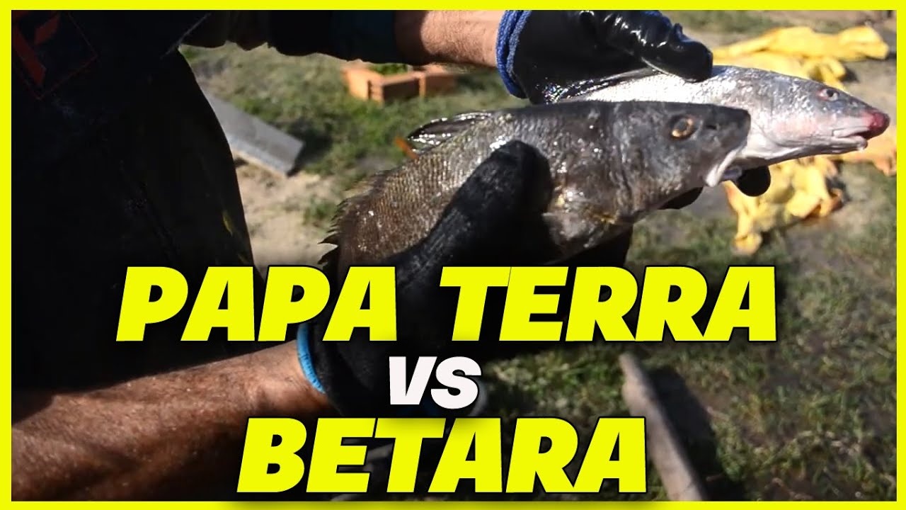 Papa Terra vs Betara, Como diferenciar !