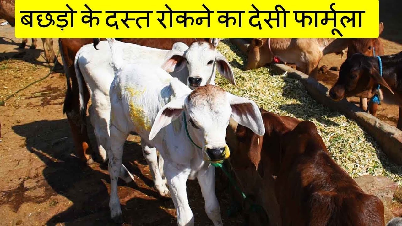 बछड़ो के दस्त रोकने का नंबर 1 देसी फार्मूला | Dairy farming tips in Hindi for better Calf Rearing
