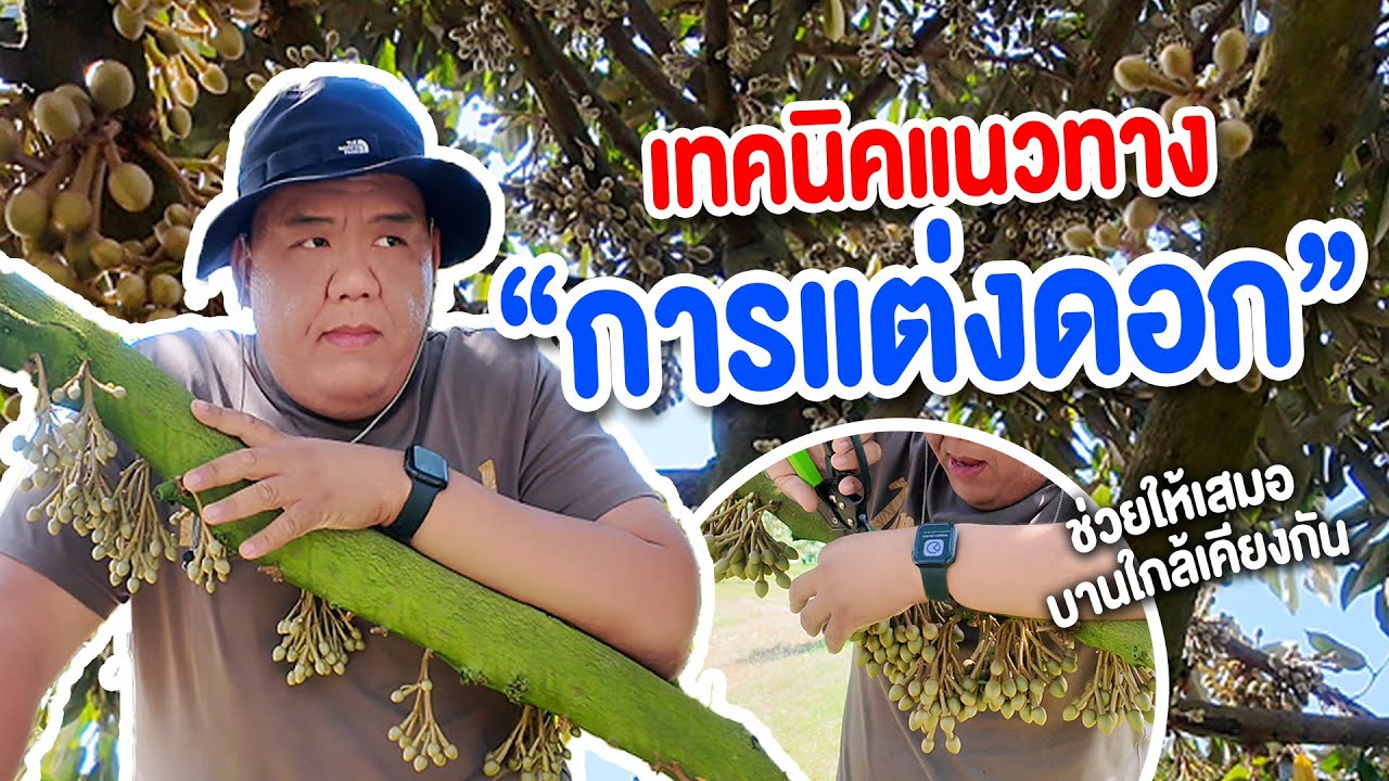 แต่งดอกยังไงให้ติดดี❗️ ดอกหลายรุ่นตัดสินใจยังไง❗️สอยแขนงไว้ตอทำให้กิ่งเสีย❗️❗️❗️