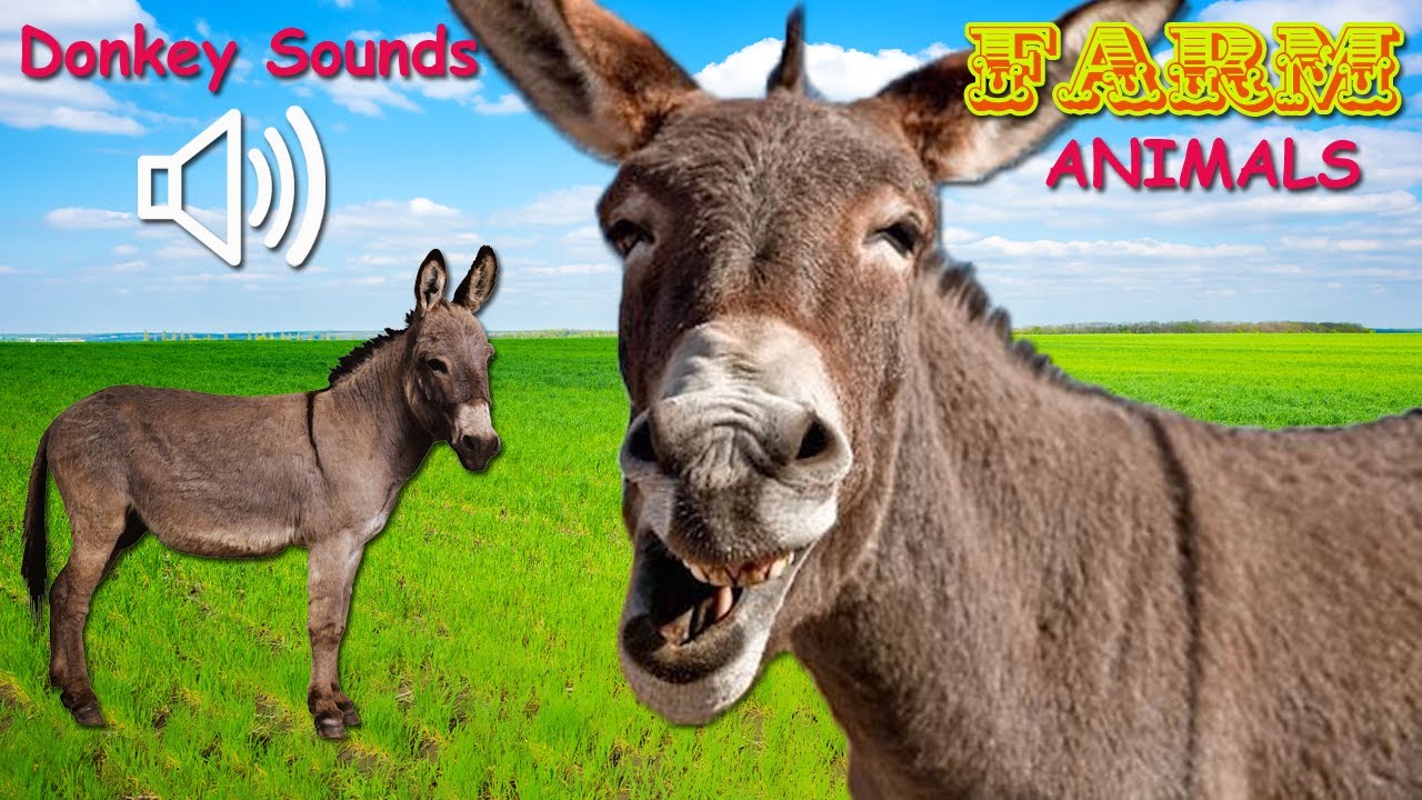 DONKEY SOUNDS - Donkey Sound Effects - Farm Animals (4K)