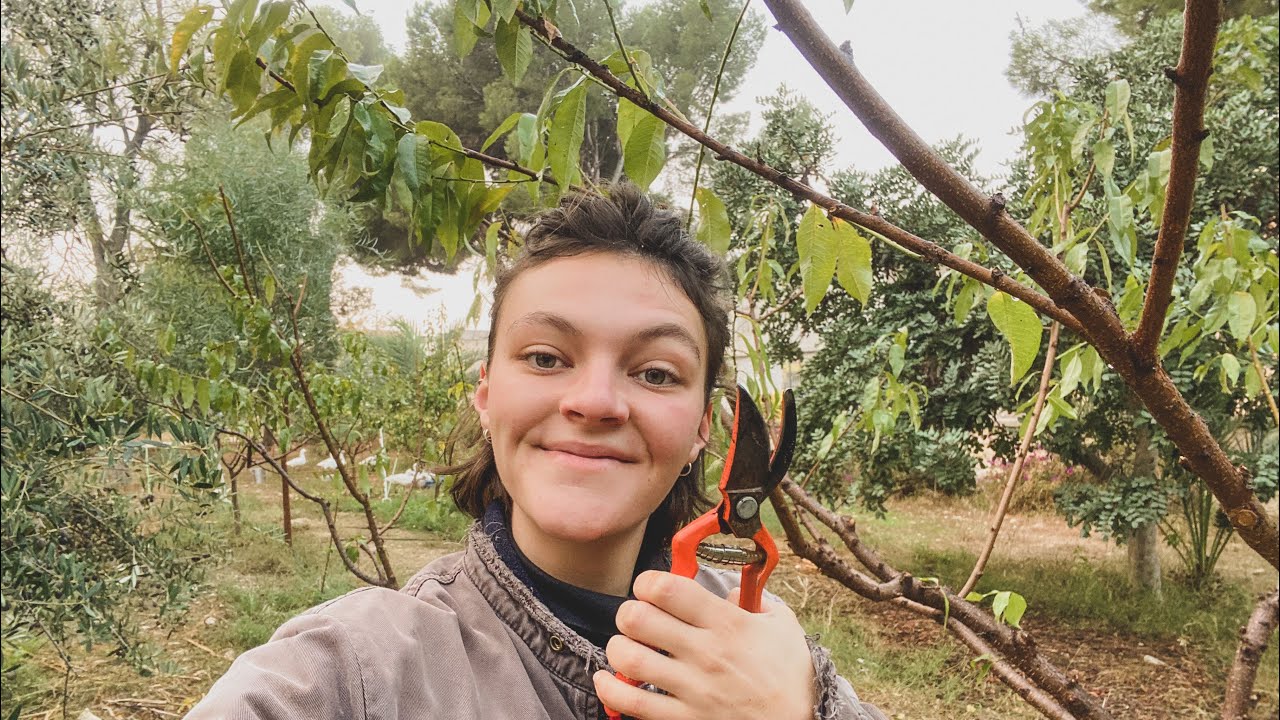 Dándole Forma a los Frutales - Melocotonero, Albaricoque y Ciruelo - Poda de Frutales de Hueso