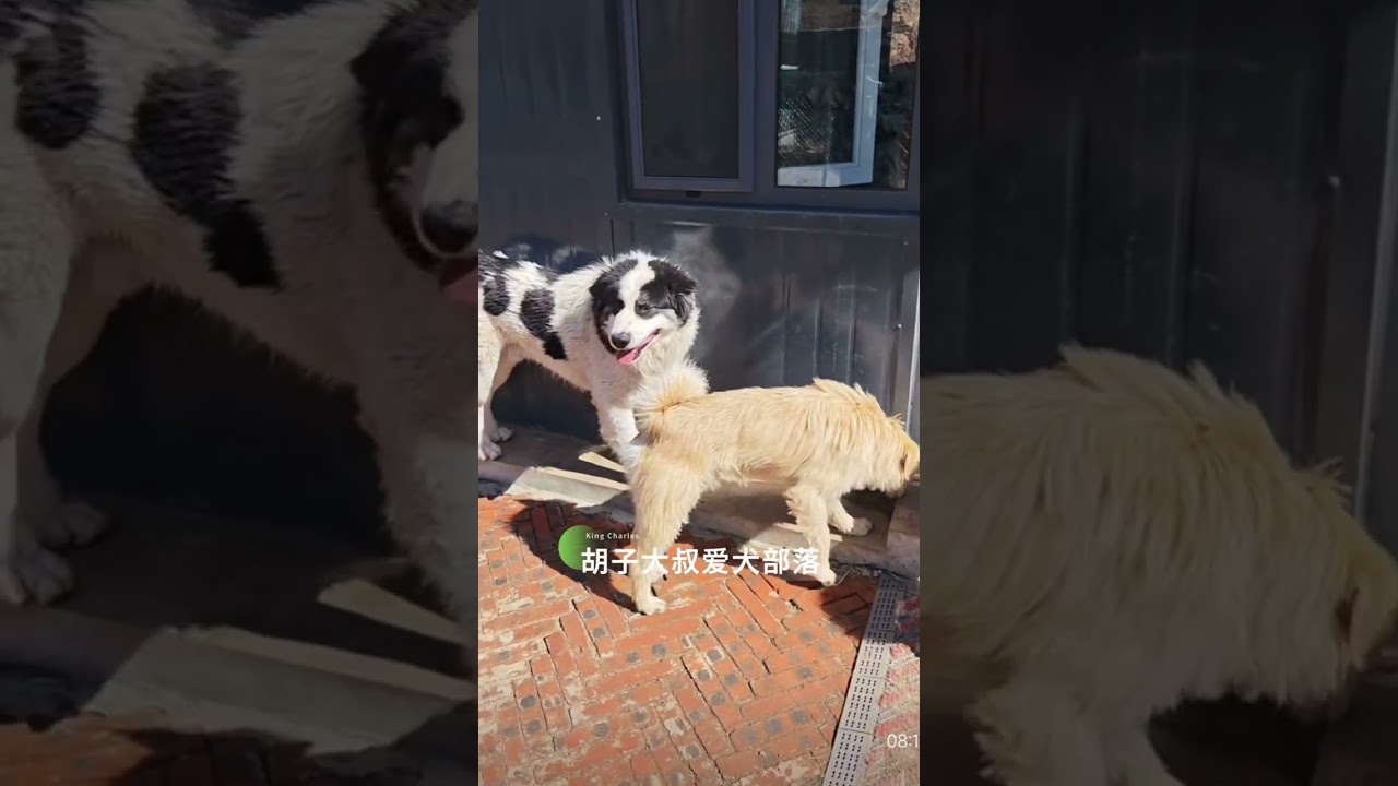 Only King charles alpha dog could handle Hua Hua with big size