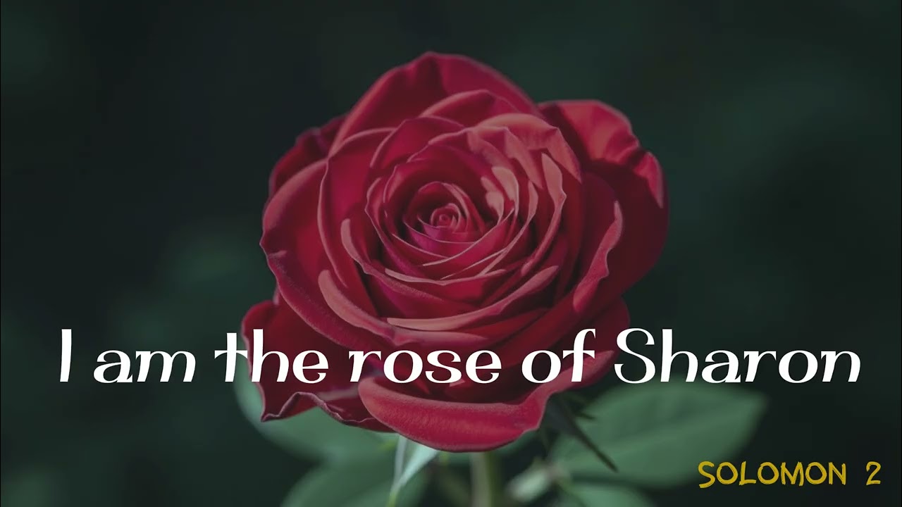 The Rose of Sharon