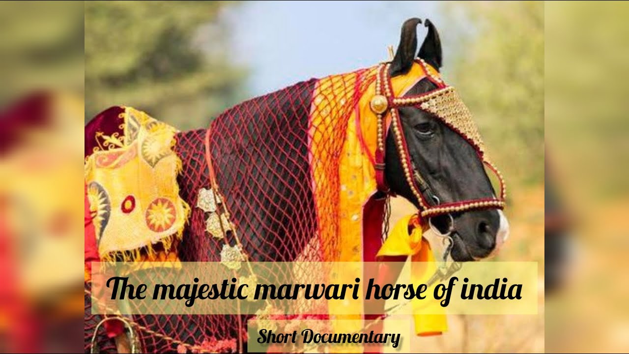 The Majestic Marwari Horse of India. A short documentary by The War Horse Riders.