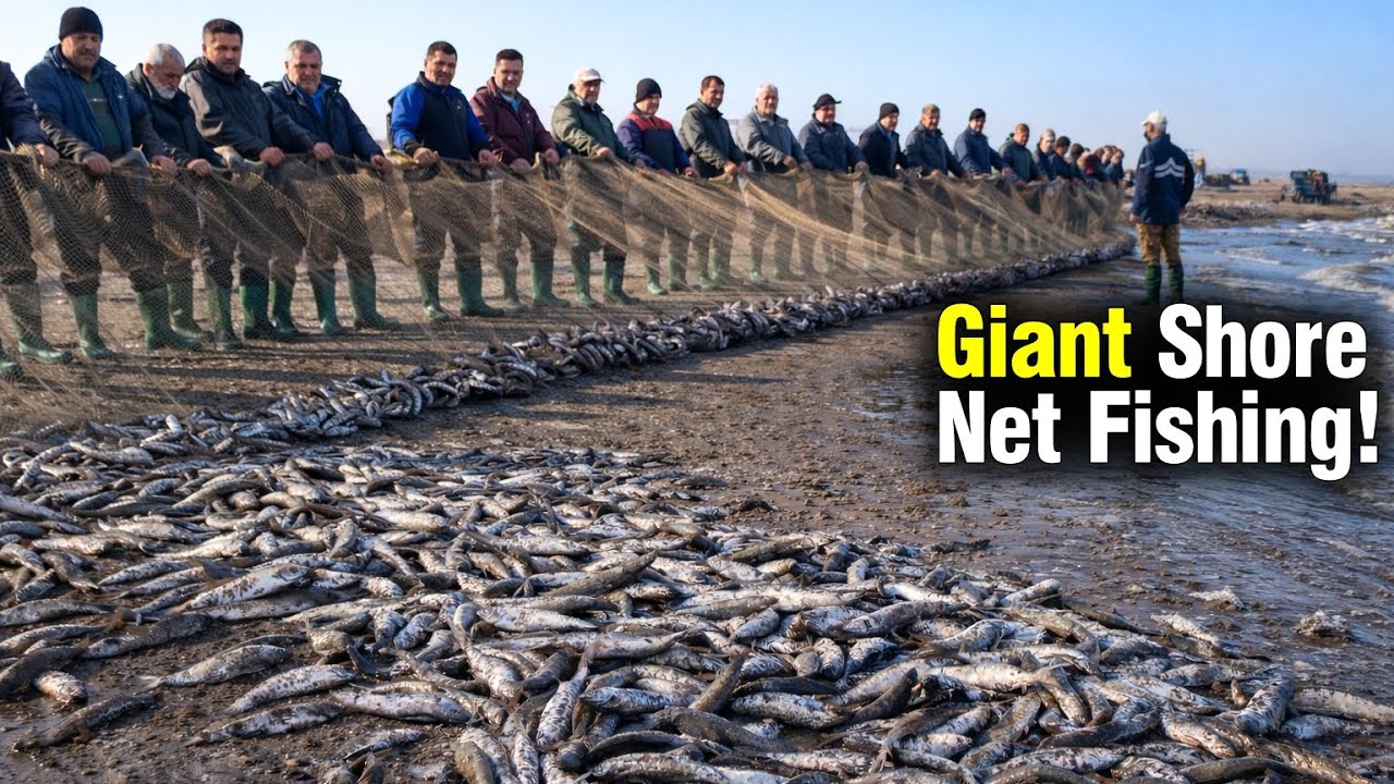 Giant Shore Net Fishing (“Pareh”) In Iran’s Caspian Sea | Inside Fishing Crew