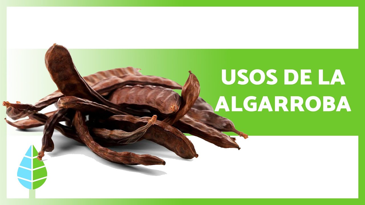 BENEFICIOS de la ALGARROBA 🌱 (Propiedades + Cómo hacer HARINA de ALGARROBA ✅)