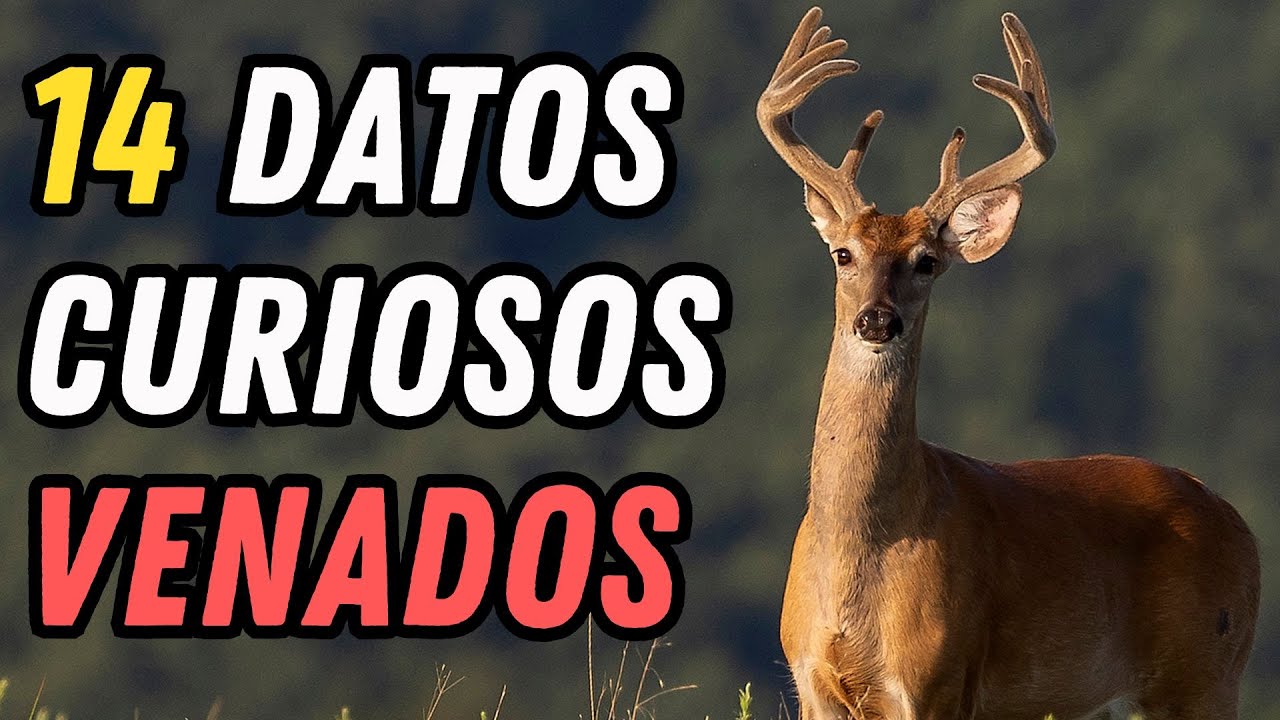 14 Datos Curiosos de los Venados - ¿Sabías que tienen poderes de Regeneración?
