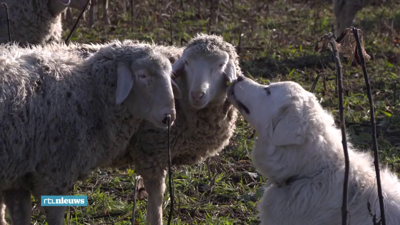 De wolf in Duitsland. De schaapsherder die voorzorgsmaatregelen getroffen heeft is niet bang.