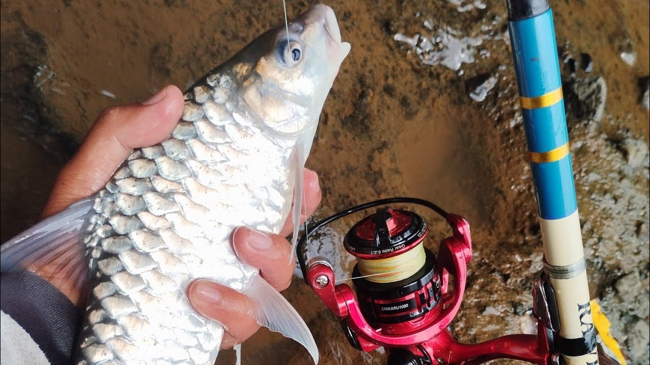 TERBARU ‼️ MANCING IKAN MAHSEER DI MUSIM HUJAN BONUS IKAN PREDATOR ‼️