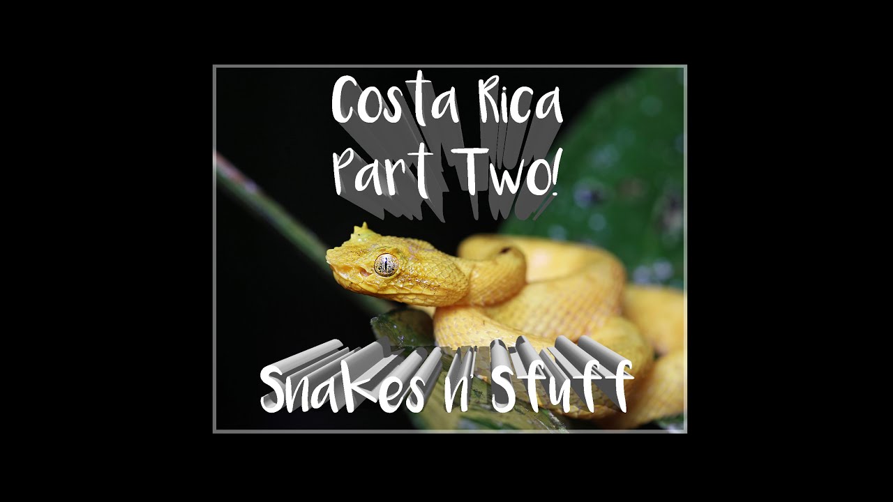 Costa Rica Herping Part 2 - La Selva Biological Station