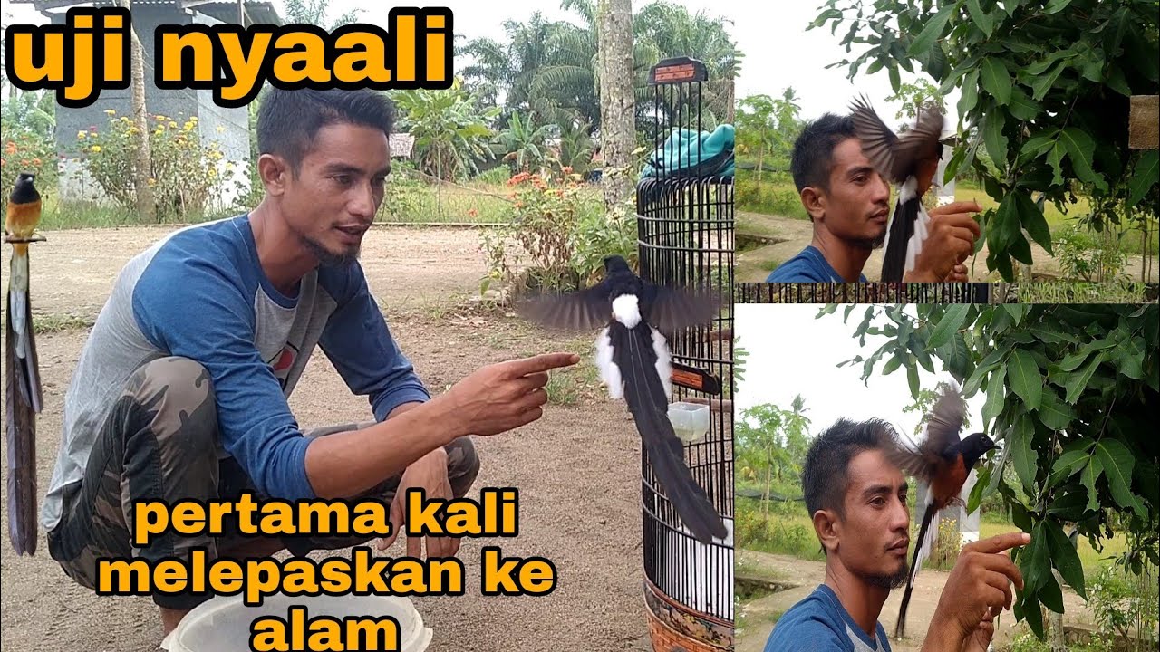 TERBARU_MURAI BATU ekor klewer outdoor