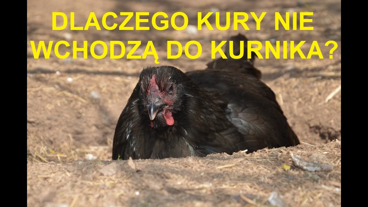 Odcinek 1050 KURY NIE WCHODZĄ WIECZOREM DO KURNIKA, CO JEST TEGO PRZYCZYNĄ I JAK TEMU ZARADZIĆ?