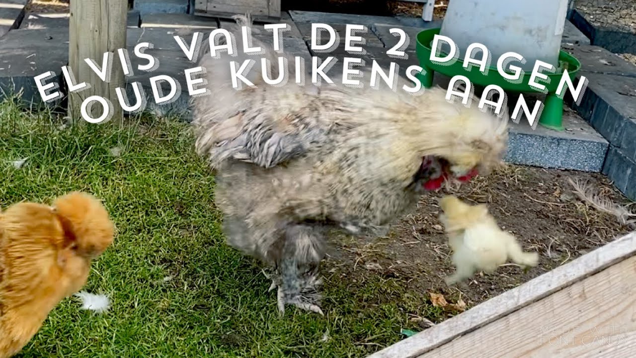 Zijdehoender haan en de kuikens