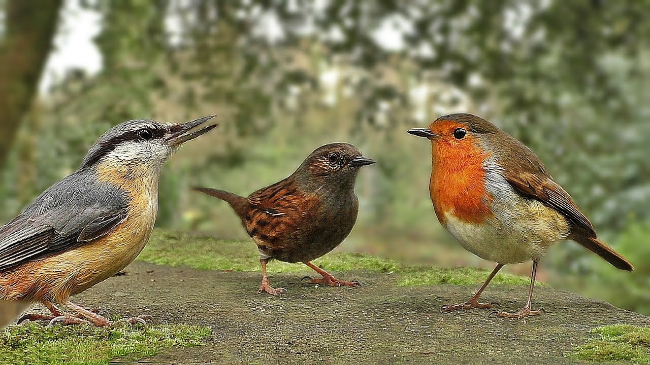 Vid&eacute;os Pour Les Chats &agrave; Surveiller - Petits Oiseaux
