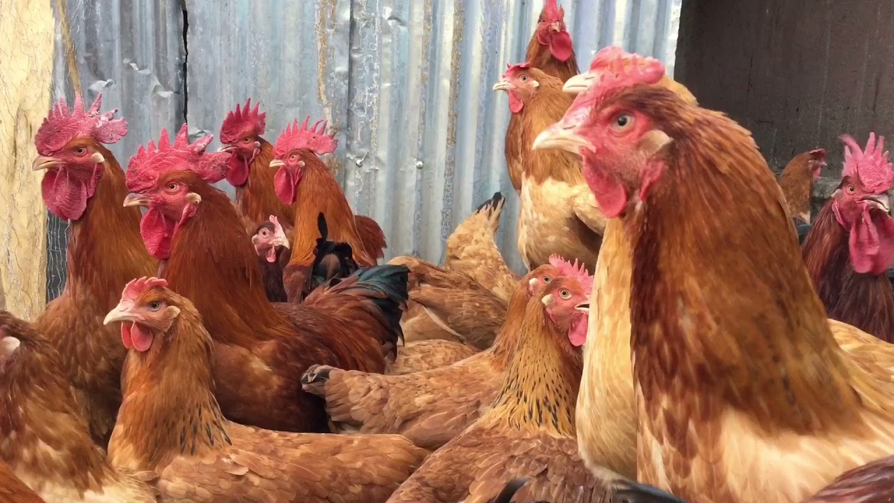 የዶሮ እርባት  ስራ-አሪፍ የስራ እድል ያስገኛል